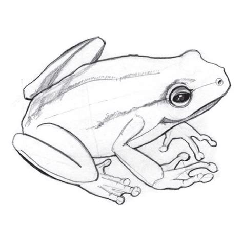 frog pencil drawing|step by draw a frog.